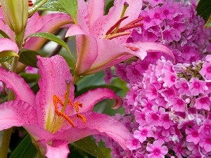 phlox, lilies