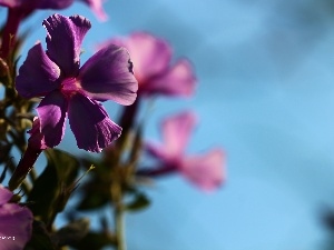 phlox, purple