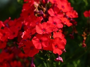 phlox, Red