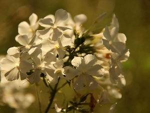 phlox, White