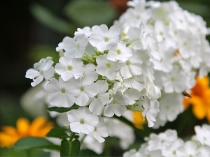 phlox, White