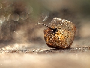 Bokeh, physalis bloated