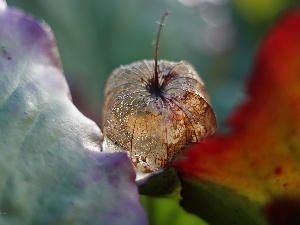 plant, physalis bloated