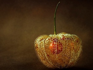 physalis