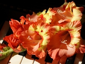 Piano, gladioli