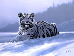 picture, tiger, winter, White