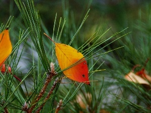 pine, needle, Autumn, leaves