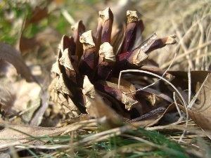 pine, dry, cone, grass