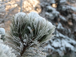 pine, Frost, A snow-covered