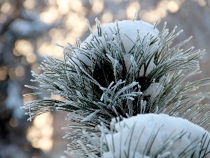 pine, winter, A snow-covered