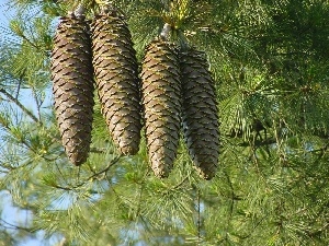 Twigs, pine, cones