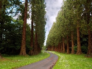 pine, large, Way, grass