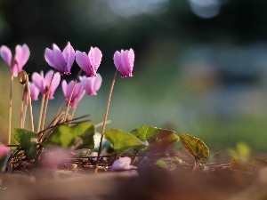 Pink, Flowers, Cyclamen