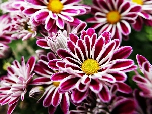 Chrysanthemums, Pink, beatyfull