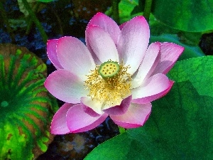 lotus, flakes, Colourfull Flowers, Pink
