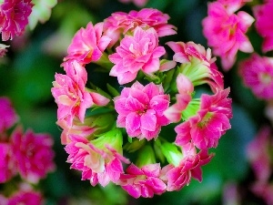 Pink, Kalanchoe, Colourfull Flowers