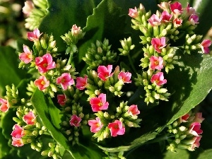 Pink, Kalanchoe, Colourfull Flowers