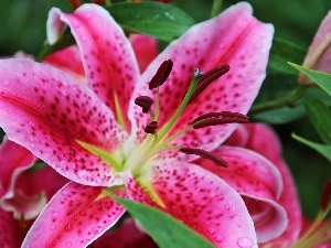 Pink, Tiger lily, Colourfull Flowers