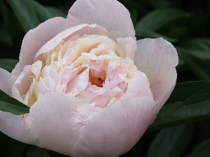 Pink, peony, Colourfull Flowers