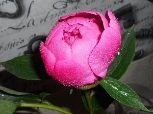 pink, peony, Colourfull Flowers