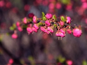 Pink, Flowers, cotoneaster rozkrzewione