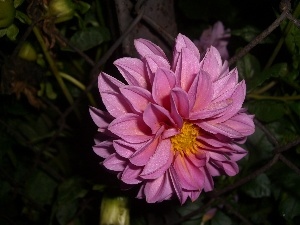 Pink, Colourfull Flowers, Dalia