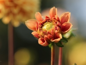 Pink, Colourfull Flowers, Dalia