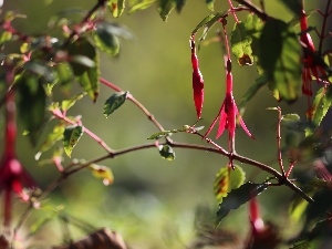 Pink, Colourfull Flowers, fuchsia