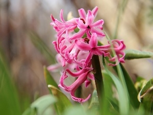 Pink, Colourfull Flowers, hyacinth