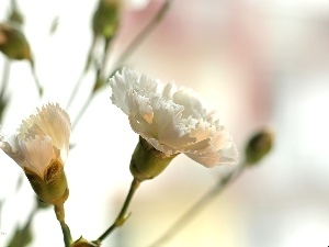 pink, Colourfull Flowers, White