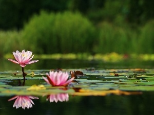 Pink, Nenufary, lilies, water
