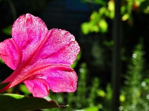 Pink, Jalapa, Mirabilis, Mirabilis