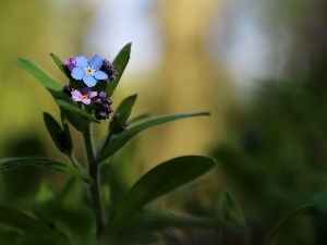 Pink, forget-me-not, Blue