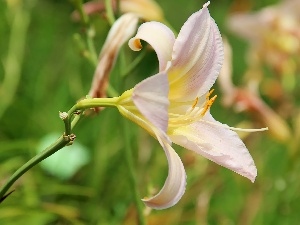 Pale pink, lily