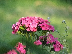 picture, Pink Bearded