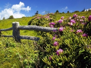 pink, Hurdle, Bush, Spring, rhododendrons, Meadow