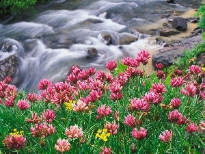 Pink, Stones, tear, trefoil, River