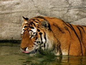 watering place, tiger