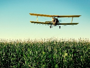 Field, plane, corn