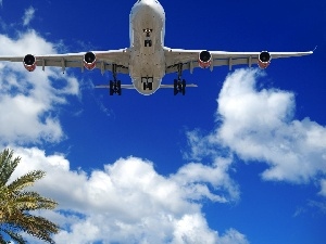 plane, flying, Palm, Sky