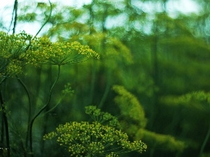 plant, dill