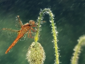 plant, Rain, dragon-fly