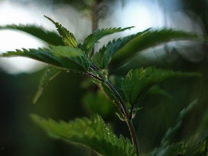 Green, plant, nettle