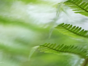 Leaf, plant, fern