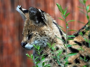 profile, plant, Serval