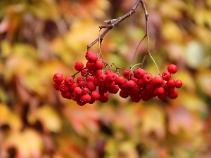 Plant, blueberries, red hot