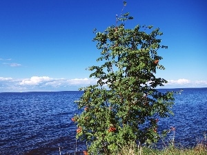 sea, Plant, quiet