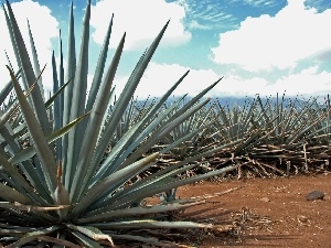 plantation, agave