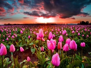plantation, clouds, west, Tulips, sun