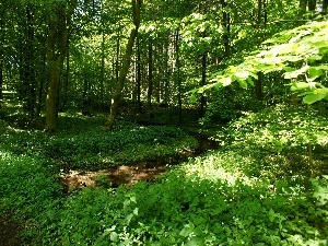brook, Plants, forest